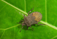 Megymenum brevicorne