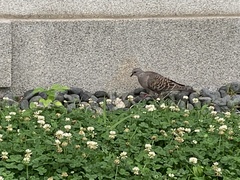 Streptopelia orientalis orii