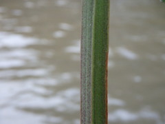 Scrophularia nodosa