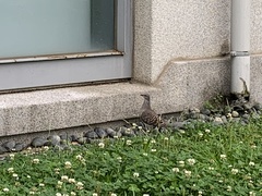 Streptopelia orientalis orii