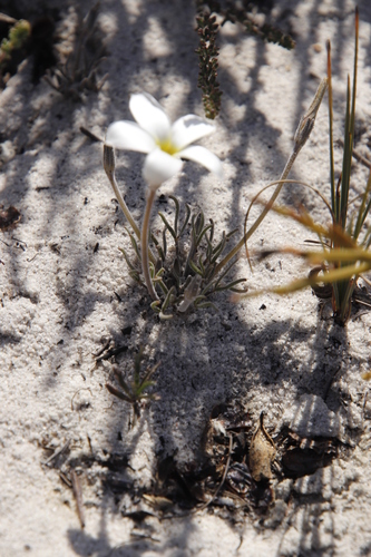 Oxalis argyrophylla (Oxalis argyrophylla)