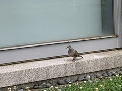 Streptopelia orientalis orii