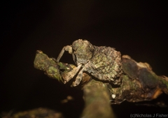 Tychreus sellatus