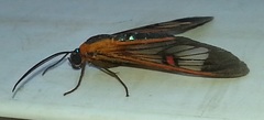 Cosmosoma cingulatum