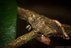 Tychreus sellatus