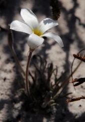 Oxalis argyrophylla