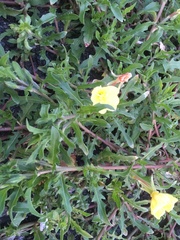 Oenothera laciniata