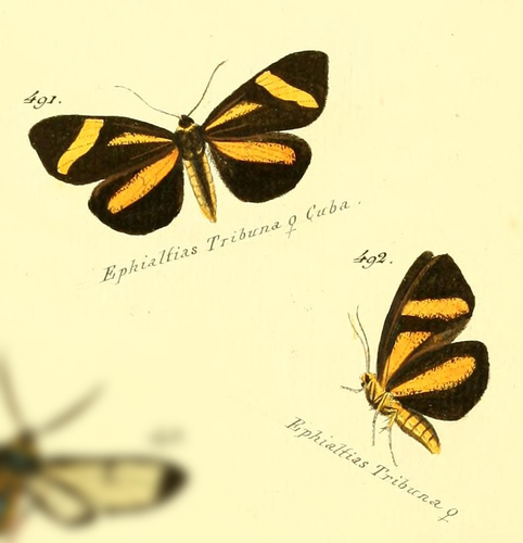 Seirocastnia tribuna