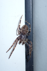Larinioides sclopetarius