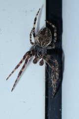 Larinioides sclopetarius