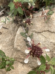 Teucrium buxifolium