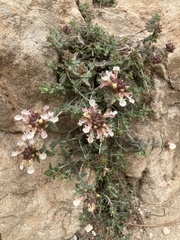 Teucrium buxifolium