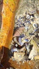 Diogenes brevirostris