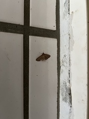 Nacoleia charesalis