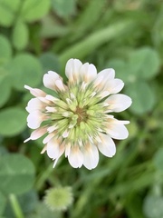 Trifolium repens