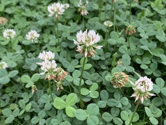 Trifolium repens