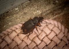 Chlaenius flaviguttatus