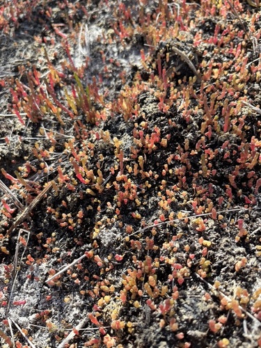 Image of Salicornia natalensis by (c) Charleen Brunke, some rights reserved (CC BY)