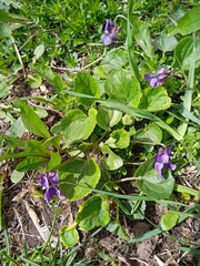 Viola odorata