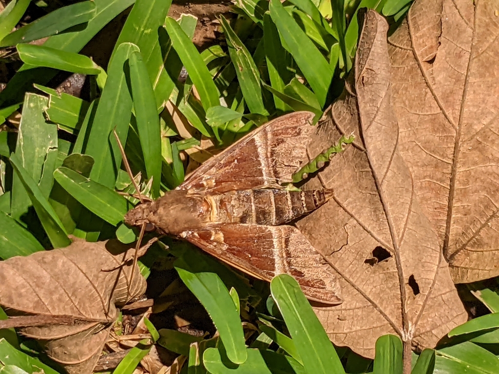 Nephele oenopion