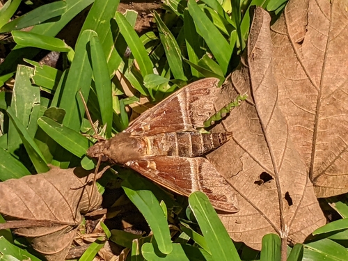 Nephele oenopion
