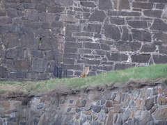 Vulpes vulpes