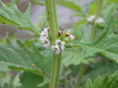 Lycopus europaeus