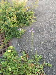 Nuttallanthus canadensis