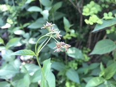 Vincetoxicum rossicum