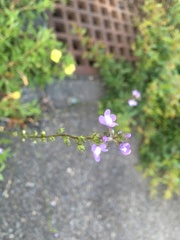 Nuttallanthus canadensis