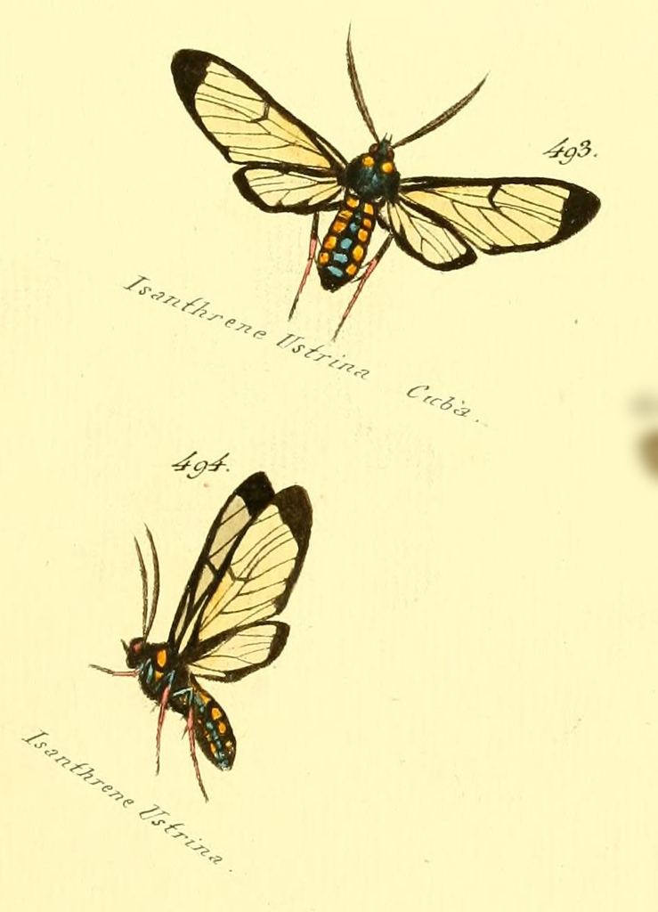 Isanthrene ustrina