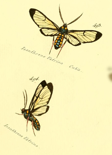 Isanthrene ustrina
