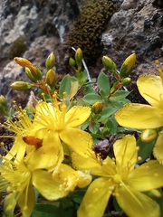 Hypericum canariense