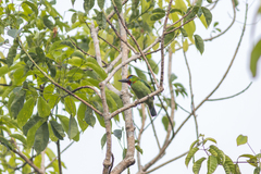 Psilopogon mystacophanos