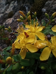 Hypericum canariense