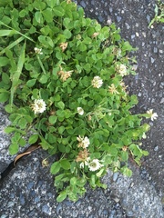 Trifolium repens