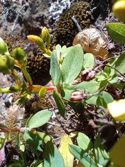Hypericum canariense