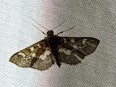 Syllepte nasonalis