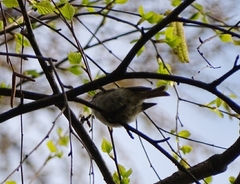 Regulidae