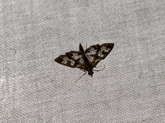 Sameodes
