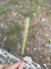 Poaceae