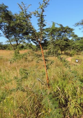 Acacia rehmanniana image