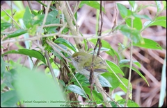 Hemitriccus nidipendulus