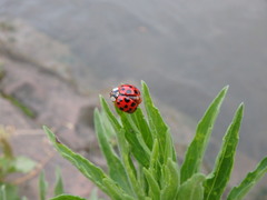 Harmonia axyridis