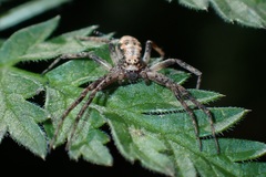 Philodromus