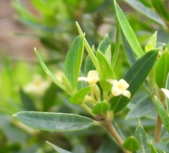 Pimelea umbratica