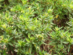 Pimelea umbratica