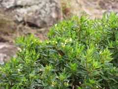 Pimelea umbratica
