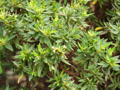 Pimelea umbratica