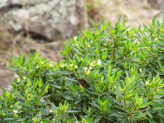 Pimelea umbratica